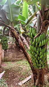 伊塔佩塞里卡-达塞拉Sítio em Itapecerica da serra的香蕉树上悬挂的一束香蕉