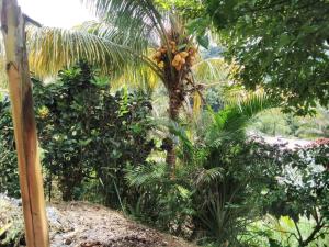 罗索Ian Creole Garaden Cottages的棕榈树上有一束椰子