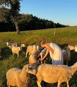 MirnaZerko Holiday Home - Vineyard Chalet With Sauna and Jacuzzi FREE的一群羊站在田野中的女人