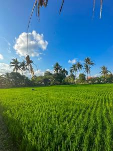 坎古Nunu Bali Eco Friendly Retreat的一片绿草,棕榈树环绕