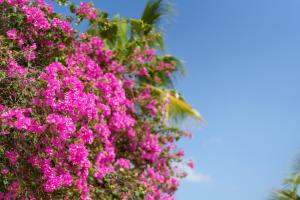 威廉斯塔德水滨公寓的棕榈树前的一束粉红色的花