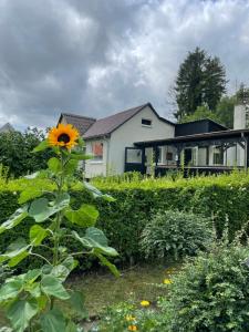 斯文堡Cozy Garden Glamping的在房子前面的花园中向日葵