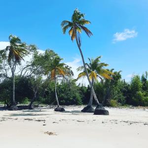 索雷CARABAO Hostel的沙滩上的棕榈树