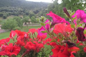 圣奇诺·迪·蒙塔尼亚蒙塔巴尔迪那酒店的花园里的一束红色的鲜花