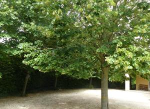 瓦夫尔Wood-and-work的公园里一群树木,有长凳