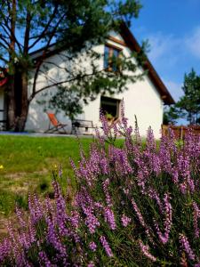 博尔斯克Borsk Sielanka的前面有紫色花的房屋