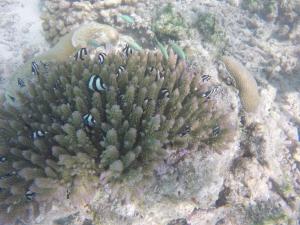 古雷德胡谷莱杜卡夫旅馆的珊瑚礁上与海葵和鱼类的珊瑚
