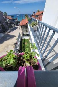 库萨达斯Lulubay Rooms & Suites的紫盆里种有植物的阳台