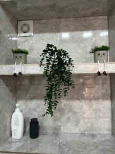 梅斯蒂亚Apartment Gabliani的浴室架子上的一个盆栽植物