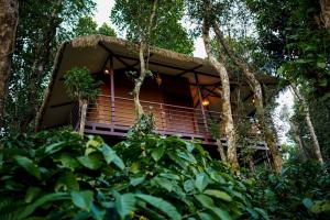 玛纳多迪Coffee Cradle Wayanad Luxuorios Private Tree House - Inside 2 Acre Coffee Plantation的森林中间的树屋