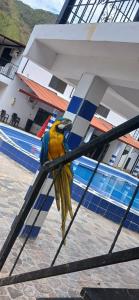 CLUB CAMPESTRE EL DESPERTAR DE LAS AVES的一只黄蓝色鹦鹉坐在柱子上