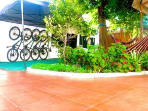 阿约拉港加拉帕戈斯白色旅舍的停在树旁边的一群自行车