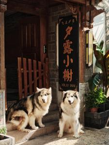 丽江丽江夕露小榭客栈的两个狗坐在门廊前