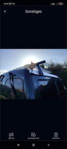 圣克鲁斯-德特内里费Beautiful Campervan to Rent的一辆汽车上挂着一只猫
