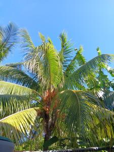 圣安娜Sous le manguier的蓝天的棕榈树群