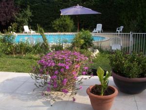 SaillansLa Maison Rose的一个带两盆花和游泳池的庭院