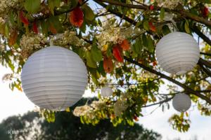 BagardCroissant de Lune的挂在树上的三盏白纸灯笼