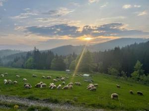 HrčavaHrčavská Mlékárna的一群羊在日落时分在田野里放牧