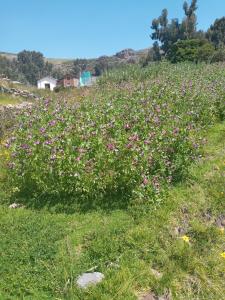 奥科苏尤Hospedaje jatari的山丘上一片粉红色的花田