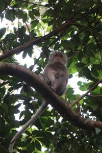 瓜隆岛Tree House Bungalows的猴子坐在树枝上