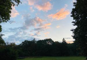 尤里L’orée du bois des rois的一片满是树木的云天