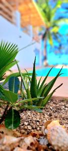 吉汶瓦Boho Boutique Villa - Beachfront Villa , Adults Only with Private Pool的坐在游泳池附近的绿色植物