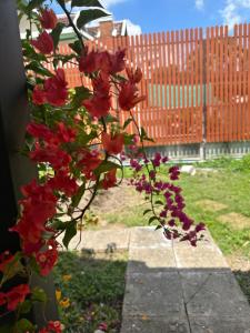 清迈An‘s Home的花园里的一束红色的鲜花