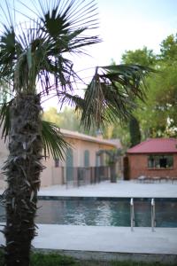 阿维尼翁Lodges & Nature - 71的游泳池前的棕榈树