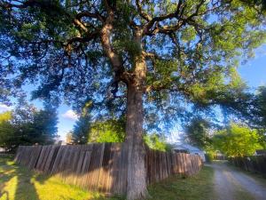 萨克拉门托Private House in Sacramento. Only 2mins to Freeway!的木栅栏前的大树