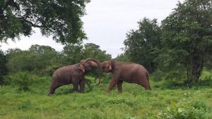 达瓦拉维Big House Udawalawe的两头大象在田野里彼此相邻