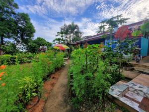 德雷克Cabina Aventuras Corcovado Gittana Tours的一座花园,花园内种有植物,在一座建筑前设有遮阳伞