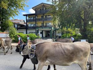上施陶芬Hotel Bavaria - Partnerbetrieb von Oberstaufen PLUS的一群牛沿着街道走