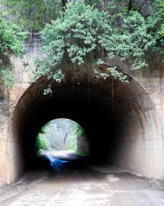 诺丁汉路Springvale Farm的一条暗的隧道,上面挂着树