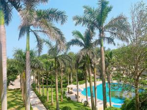 Bình SơnKhách Sạn Hoàng Mai Dung Quất的一组棕榈树,毗邻一个游泳池