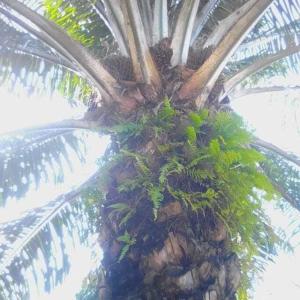 OuidahOuidah Lodge的棕榈树上有一束树叶