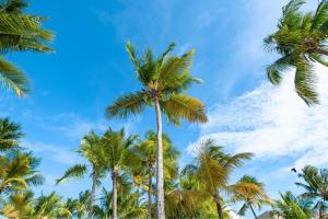 圣胡安佛得岛海滩万豪万怡度假酒店的蓝天的棕榈树群