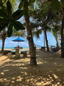 卡卢特勒Hotel Coconut Bay的棕榈树和海洋海滩上的吊床
