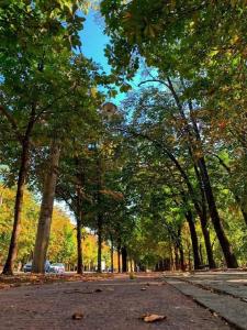 普洛耶什蒂Cazare Ploiesti的树木繁茂的公园和树叶林立的公路