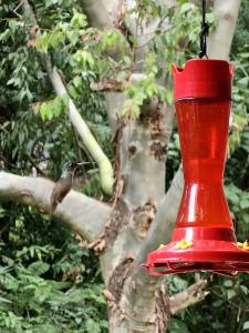 危地马拉危地马拉优克斯拉比尔生态套房酒店的树上鸟的红色食肉动物