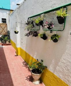 贝伦Hostel das Flores的墙上有一堆盆栽植物