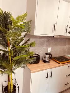 雅典Cactus Luxury suite1的坐在厨房台面上的棕榈树