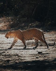 雅拉Wild Trails Yala by Suri的一条在土路上行走的豹子
