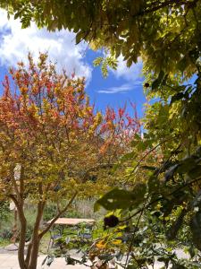 坎丕里亚麦利蒂玛La Fucinaia Pet Friendly B&B的树上有一棵红黄叶