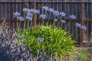 瓦列霍Lavender house near Napa and San Francisco的 ⁇ 前的一束紫色花