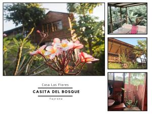 圣玛尔塔La Casita del Bosque的花卉照片的拼贴