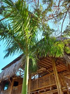 伯里塔卡Casa Estuario的两棵棕榈树,在一座建筑前
