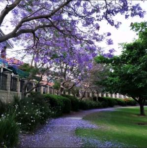 珀斯Lovely house in canning vale的种有紫色花卉和树木的花园以及步道