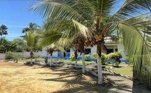 克里比Le Dona Kribi的一群棕榈树在房子前面