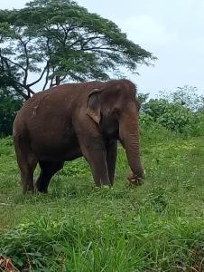 象岛Tropical Paradise Leelawadee Resort的一只大象在草地上行走