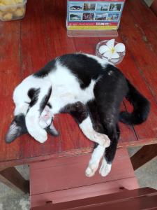 象岛Tropical Paradise Leelawadee Resort的一只黑白猫睡在野餐桌上